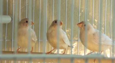 8-31 Isabel chicks.jpg