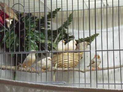 11-14 FF-Isabela finches and young.jpg