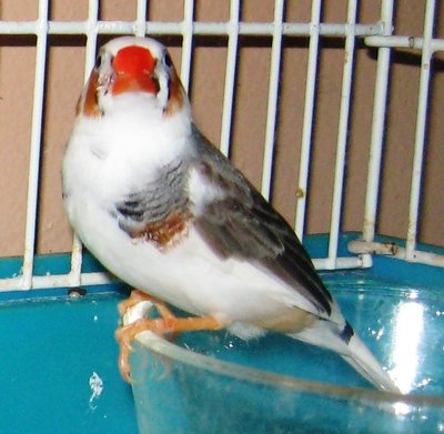 pied cock, buff vent