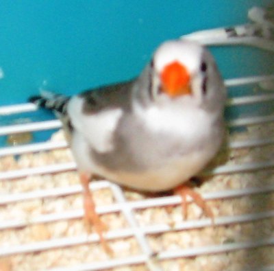 pied hen, buff belly and vent