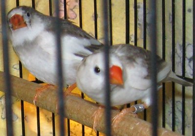 chick (left) and mother (right) with white bellies