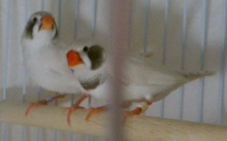 1-7-2012 BC CCFW pair 2.jpg