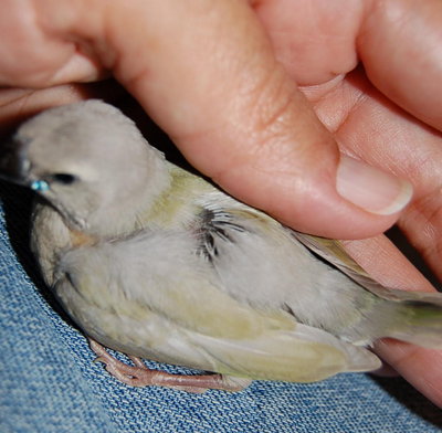 hard to gather size against my hand but they are roughly 50% the size of the adults.