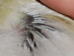 this is the close up of the biggest feathers on back