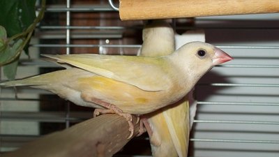 Female?