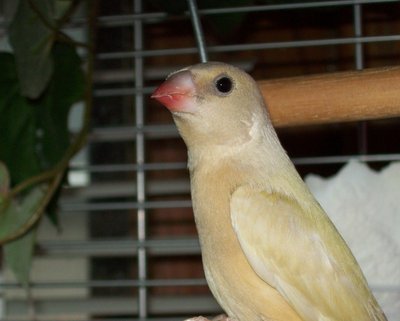 Female?
