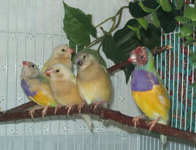 are the two yellows male or female?