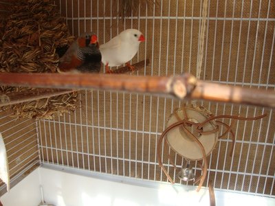 Birds3.JPG