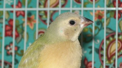 dilute male showing black head.