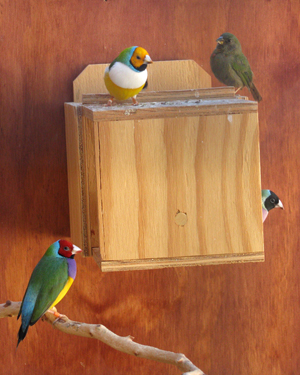 birds.jpg