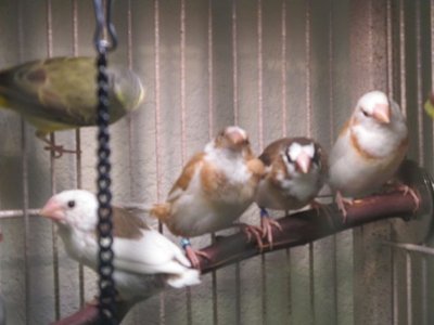 Gathering of Finches.jpg