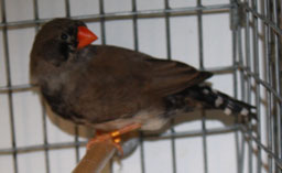 female-black-black-(2).jpg