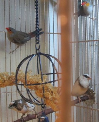 Here is a pic of the chocolate pied male and the marked white pied male.