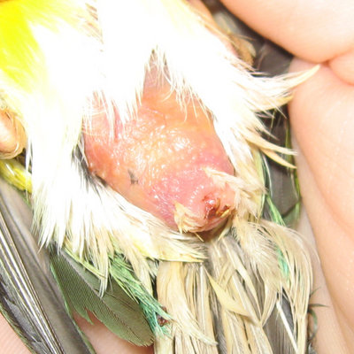 Look how much she has plucked!