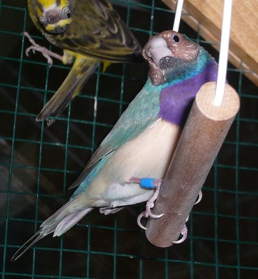 Molt almost finished!