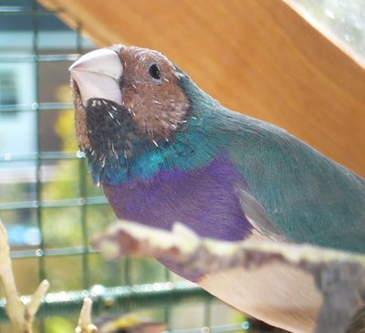 Blue-violet throat