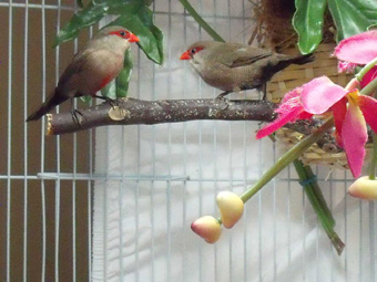 male on left and female on right St Helena Nov 09.jpg