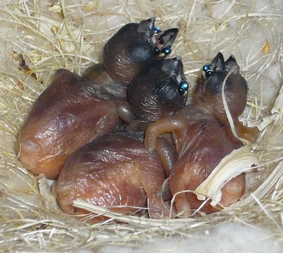 Opaline's new young