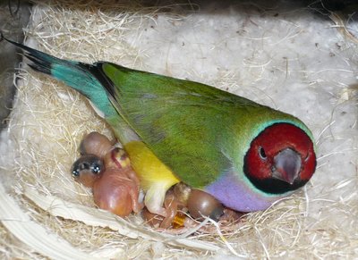 The &quot;Opaline's Lady&quot;, (Darket!) with her first young...