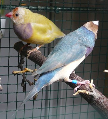 His back, and an almost finish molting hen(the yellow daughter of VDM1a)