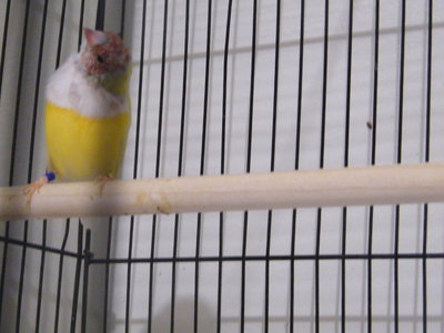 yellow boy.jpg