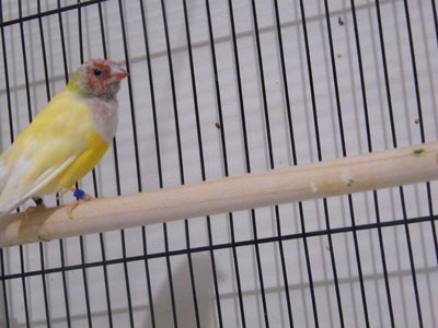 yellow2.jpg
