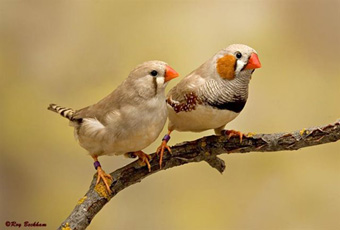 fawn_pair.jpg