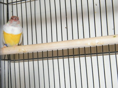 yellow3.jpg