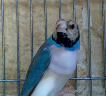 blue.jpg