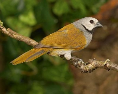 db_Neoscharis_capistrata00255.jpg