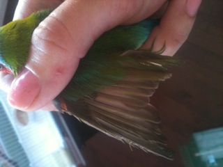 torn feathers?