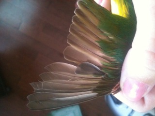 other wing