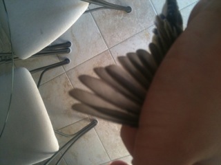 healthy feathers of molting male
