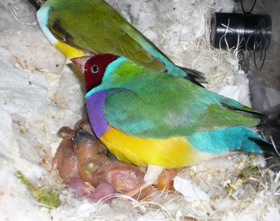 VDM2b (who is the father of Opaline) with his young's at day 3 with the black head Lady