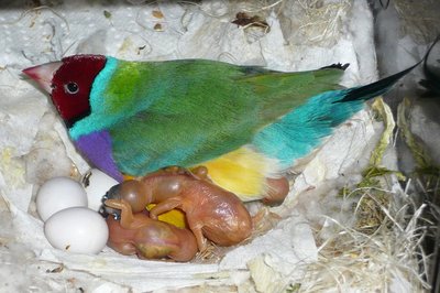 VDM2b (gorgous, isn't he?) with new young...