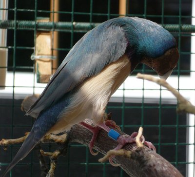 Violet back gouldian 2.jpg