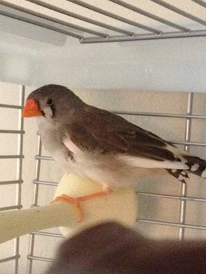 Feathers fluffed under wing and some missing.