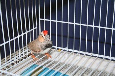 Fawn cheek Finch  Sheep 010.jpg
