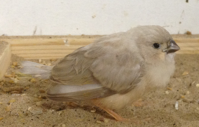 finch.png