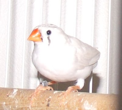 Voli (mom)