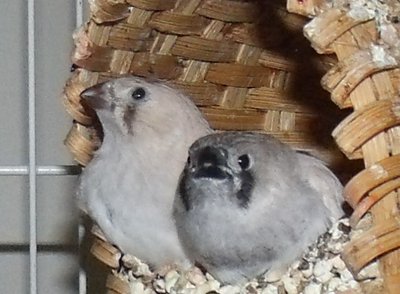 Baby #1 and #2 1.JPG