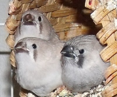 Baby #1, #2, and #3.JPG