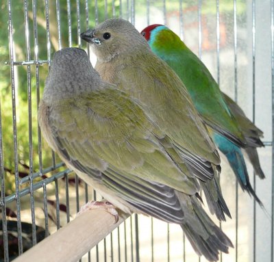 Opaline and his three health young...( 22-06-2012)