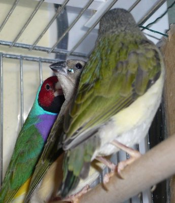 The father, the lilac breast sea green and their two young