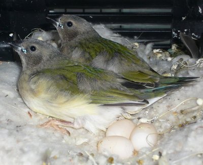 Young in the nest with three new eggs ...VDM3b starts nestling(?) them two days ago