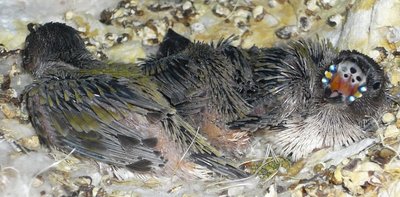 One of the young has a clear spot in his upper beak part...