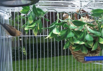 Bendy (male) on left, Stretchy (female) on nest