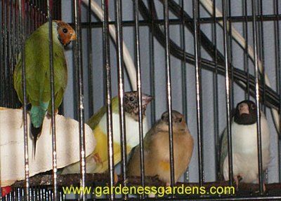 ElaineBelleAlabamaTaisie031.jpg