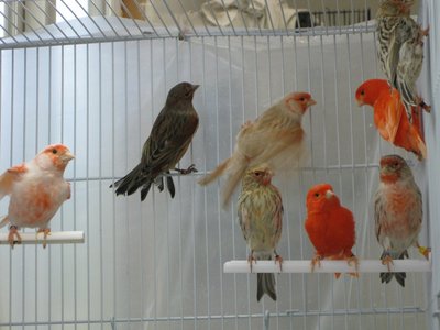 Some adult males with juvenile males.