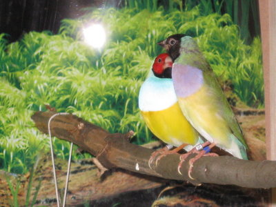 birds 001.jpg